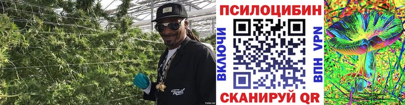 как найти закладки  blacksprut ТОР  Галлюциногенные грибы Psilocybine cubensis  Казань 